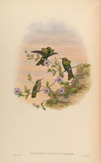 Lophornis pavoninus by John Gould